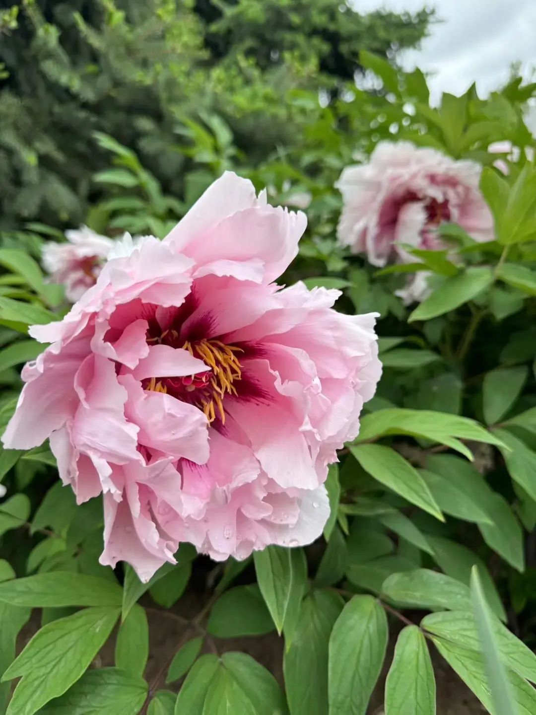 在北京赏国色天香！超过800个品种，展期持续到5月底！