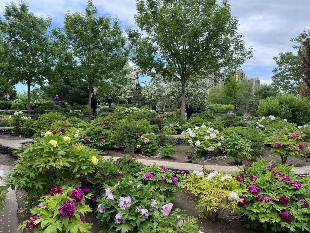 在北京赏国色天香！超过800个品种，展期持续到5月底！