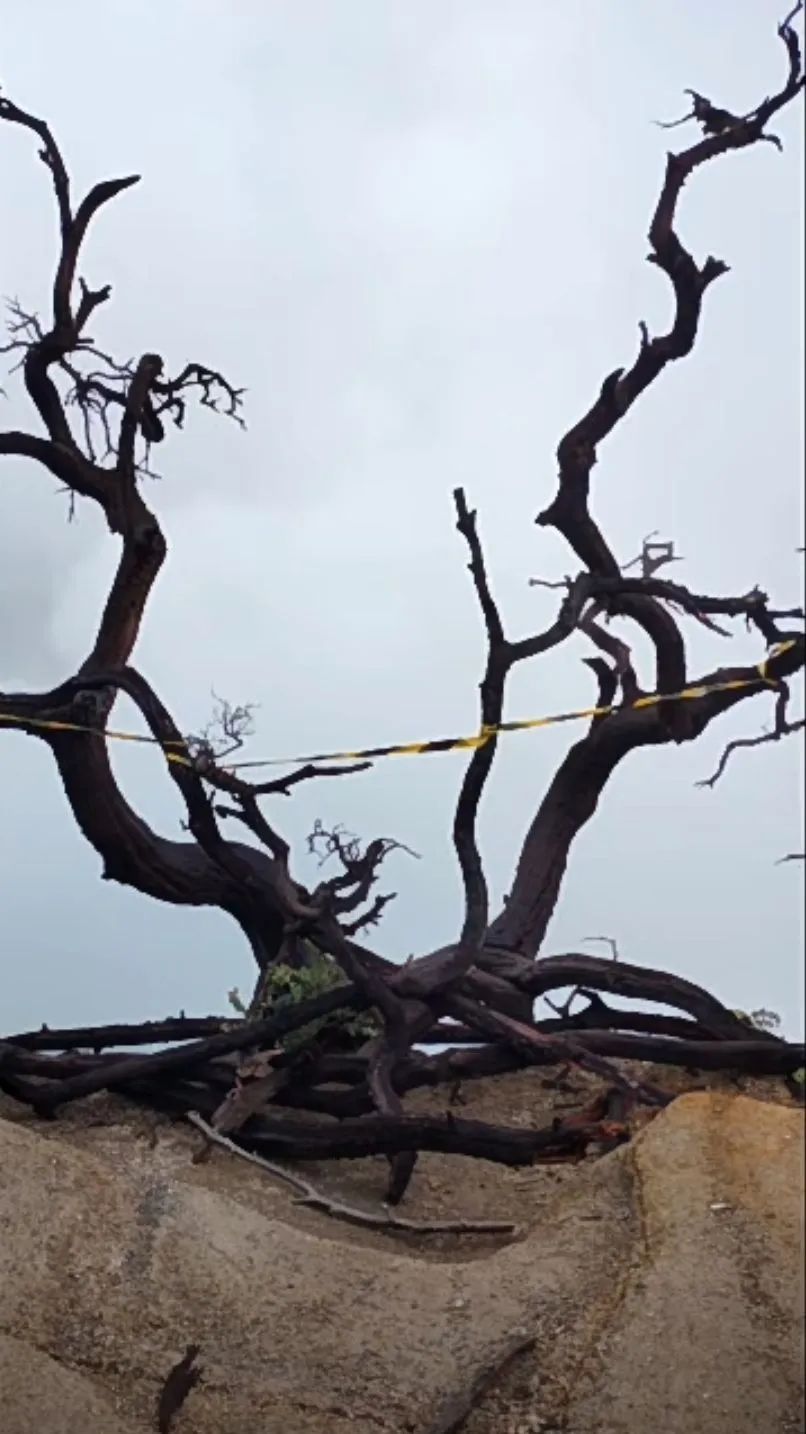 中国游客在印尼火山坠亡，事发悬崖口被封，崖边网红树被警戒线缠绕