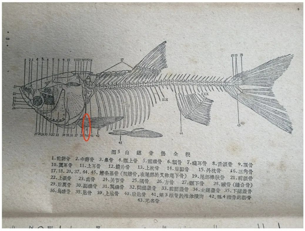 又是这根刺!我们问了医生,这个地方的刺,误吞的人最多! 又是这根刺!我们问了医生,这个地方的刺,误吞的人最多!