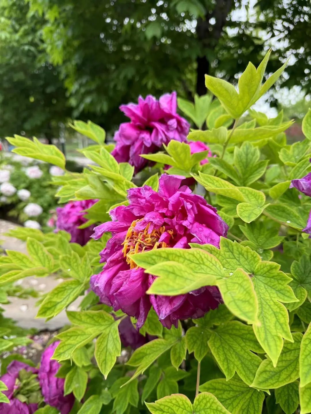 在北京赏国色天香！超过800个品种，展期持续到5月底！