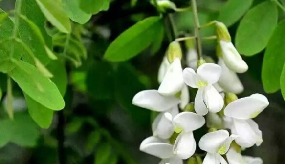 正大量出现！很多人到处在找……