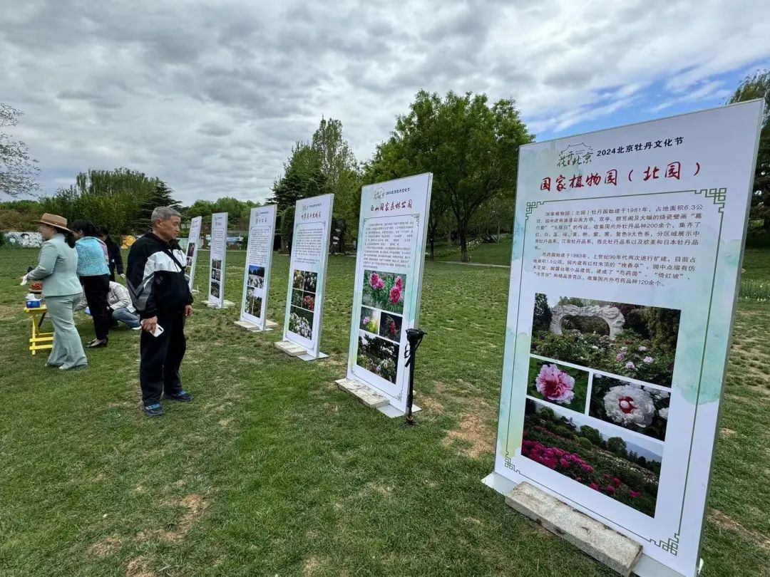 在北京赏国色天香！超过800个品种，展期持续到5月底！