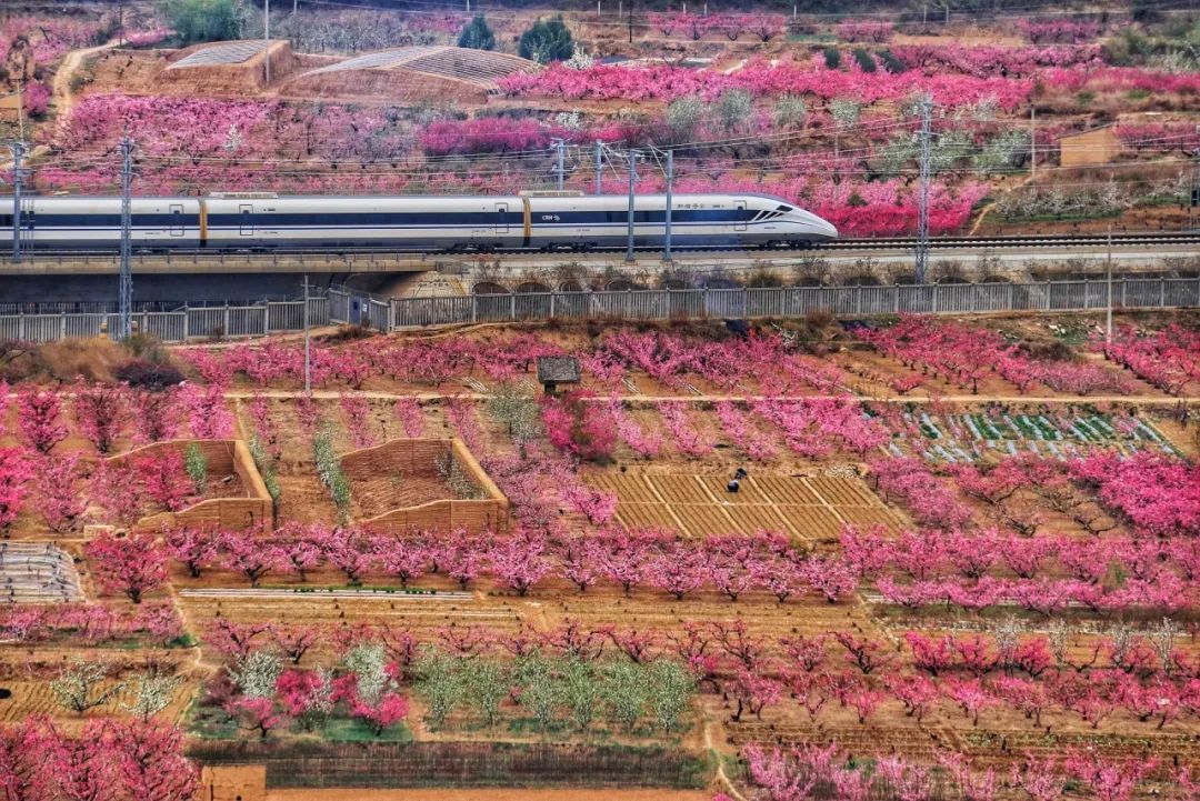 开满花的西北铁路线，超惊艳！丨图说铁路