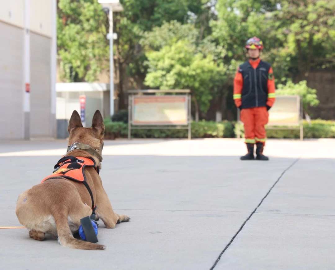 搜救犬“昆兰”，有了一条“飞毛腿”