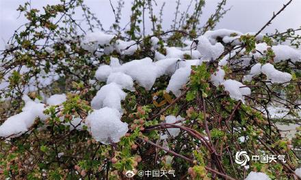 四川康定新城现降雪 花草与雪的浪漫邂逅