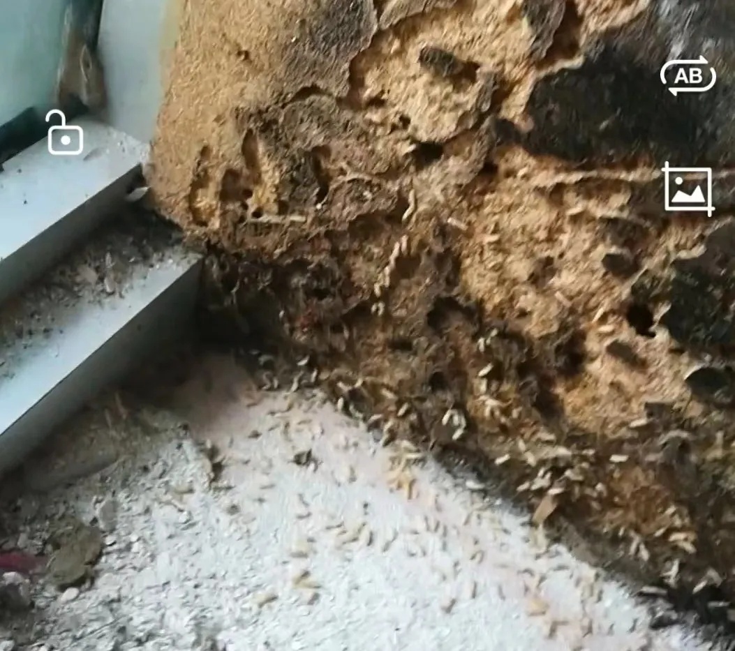 头皮发麻！阜阳已出现！记得关窗！