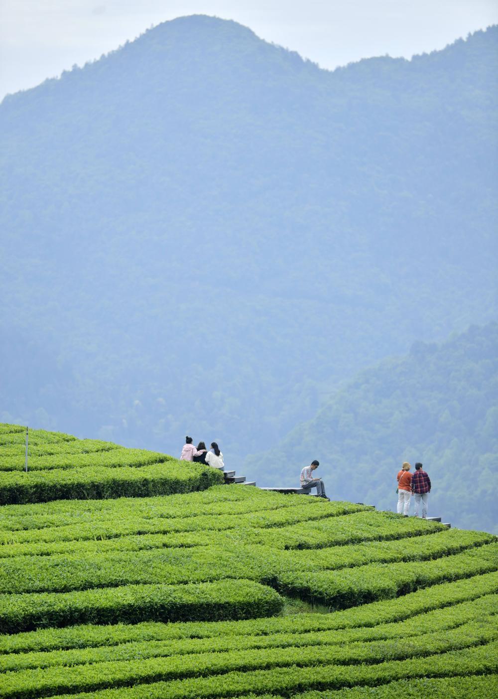 湖北恩施：“茶旅融合”客满园