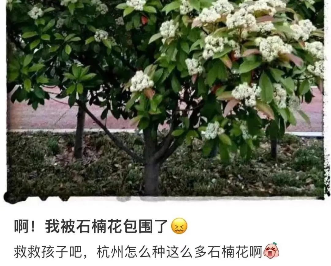 杭州街头,最近不少人被"yuě"到!原来是因为它 杭州街头,最近不少人被"yuě"到!原来是因为它