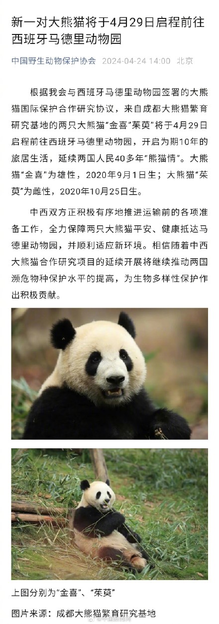 新一对大熊猫将旅居西班牙 新一对大熊猫将旅居西班牙