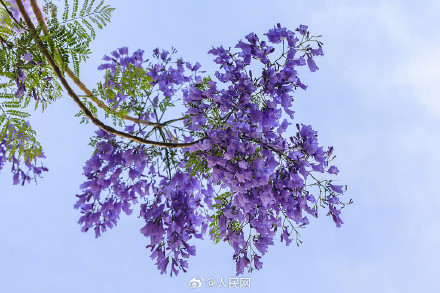 昆明蓝色花海太梦幻