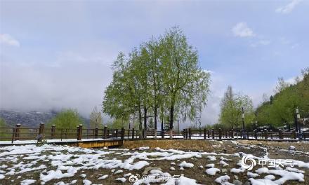 四川康定新城现降雪 花草与雪的浪漫邂逅