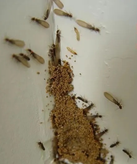 头皮发麻！阜阳已出现！记得关窗！