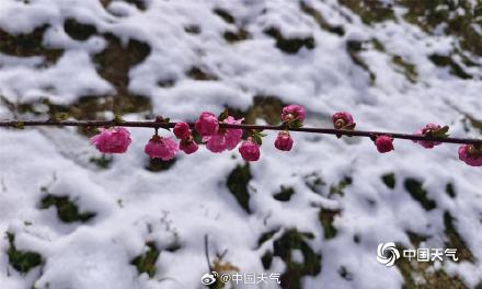 四川康定新城现降雪 花草与雪的浪漫邂逅
