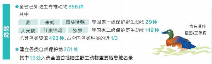 493种!河南鸟类种类约占全国三分之一 493种!河南鸟类种类约占全国三分之一