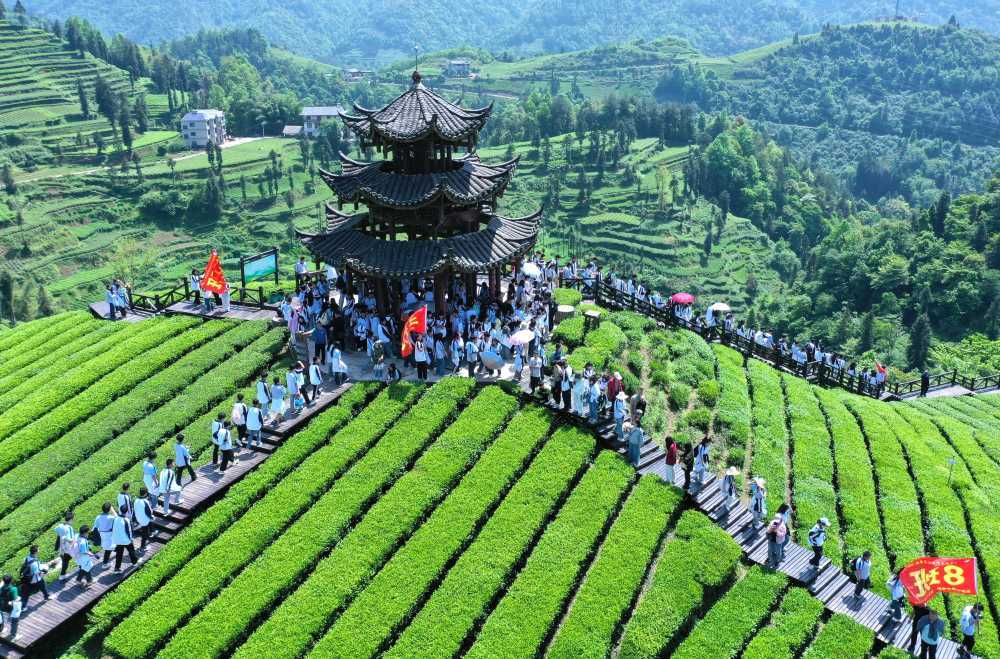 湖北恩施：“茶旅融合”客满园