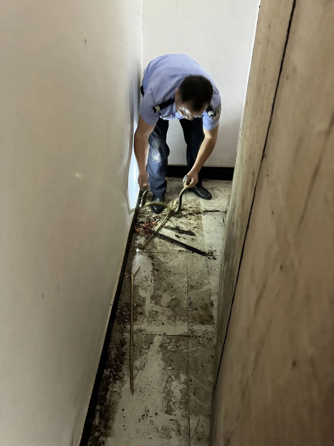 长沙一居民家中惊现眼镜王蛇，紧急报警！