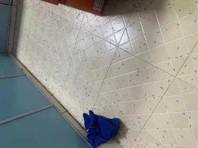 头皮发麻！阜阳已出现！记得关窗！