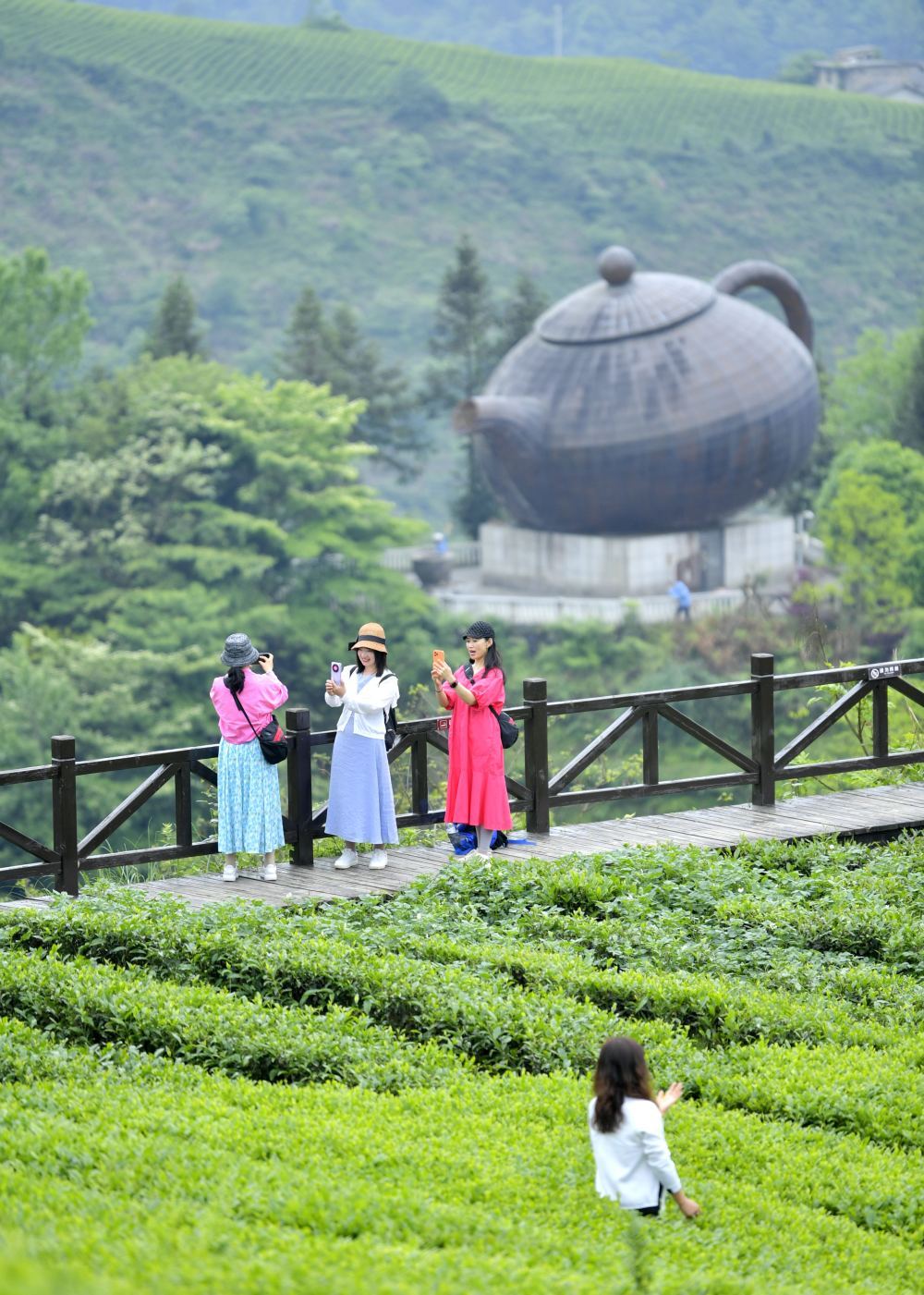 湖北恩施：“茶旅融合”客满园