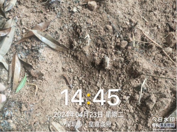 “旱的旱死,涝的涝死”?深圳暴雨天浇花,回应来了! “旱的旱死,涝的涝死”?深圳暴雨天浇花,回应来了!