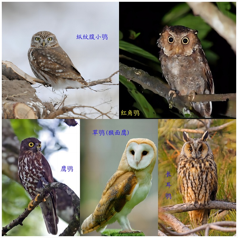 别被外表的“潦草萌”骗了,它可是霸气侧漏的“猫王”! 别被外表的“潦草萌”骗了,它可是霸气侧漏的“猫王”!