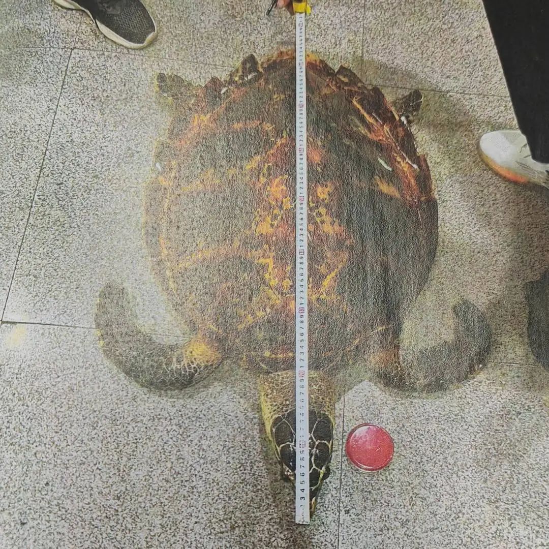 为了镇宅辟邪，男子把TA挂墙上！直接获刑→