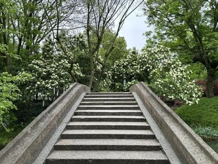 杭州街头,最近不少人被"yuě"到!原来是因为它 杭州街头,最近不少人被"yuě"到!原来是因为它