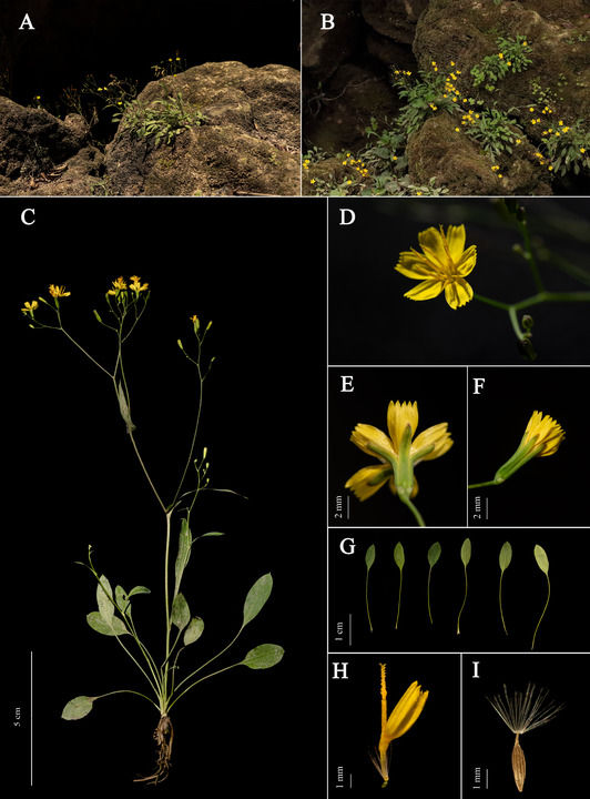 科研人员发现菊科植物新物种“马岭河小苦荬”