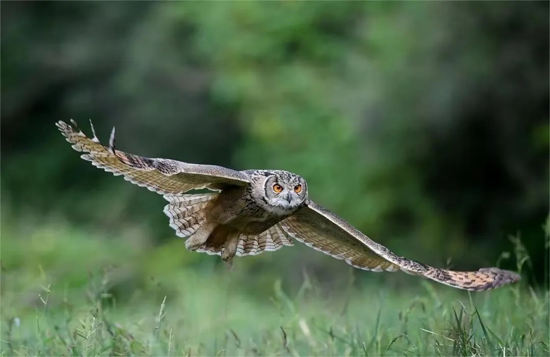 别被外表的“潦草萌”骗了,它可是霸气侧漏的“猫王”! 别被外表的“潦草萌”骗了,它可是霸气侧漏的“猫王”!