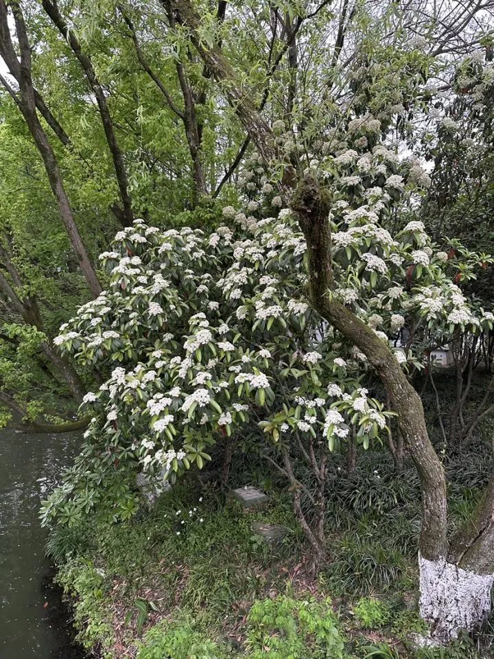杭州街头,最近不少人被"yuě"到!原来是因为它 杭州街头,最近不少人被"yuě"到!原来是因为它