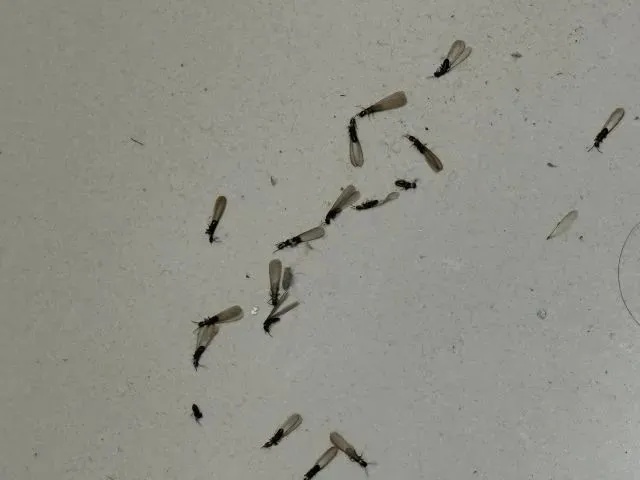 头皮发麻！阜阳已出现！记得关窗！