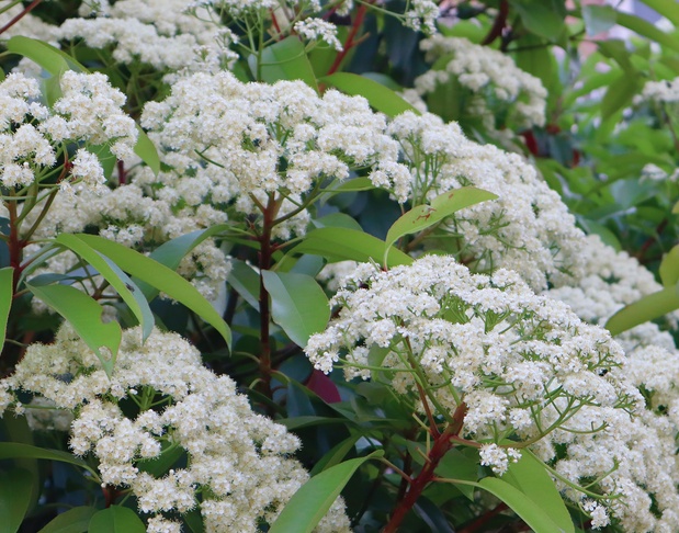 杭州街头,最近不少人被"yuě"到!原来是因为它 杭州街头,最近不少人被"yuě"到!原来是因为它