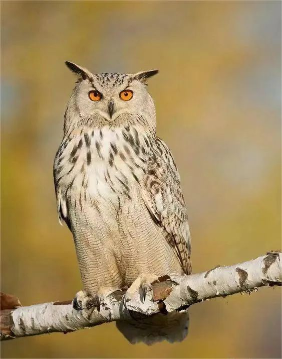 别被外表的“潦草萌”骗了,它可是霸气侧漏的“猫王”! 别被外表的“潦草萌”骗了,它可是霸气侧漏的“猫王”!