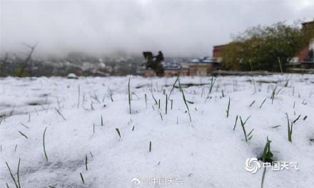 四川康定新城现降雪 花草与雪的浪漫邂逅