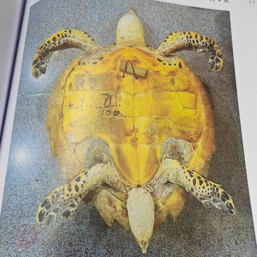 为了镇宅辟邪，男子把TA挂墙上！直接获刑→