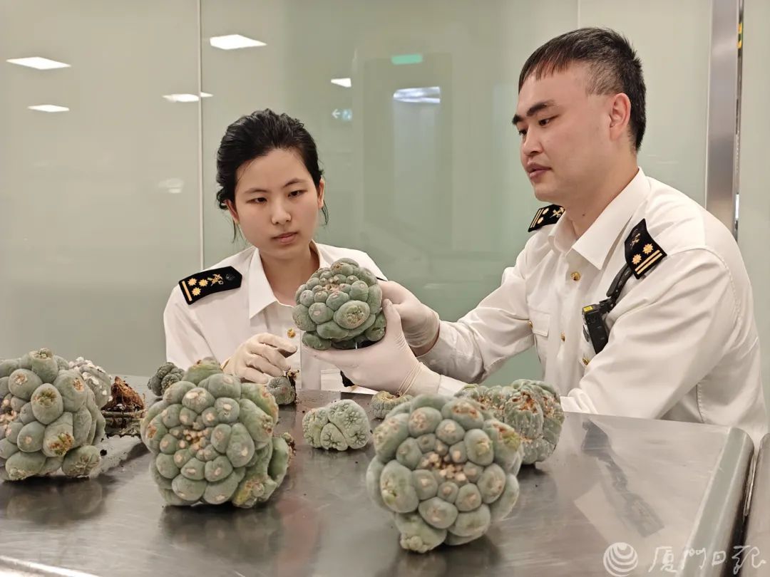 强致幻多肉，甚至威胁生命！照片曝光……