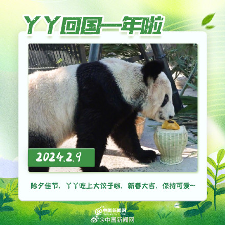 丫丫回国一年胖若两熊 丫丫回国一年胖若两熊