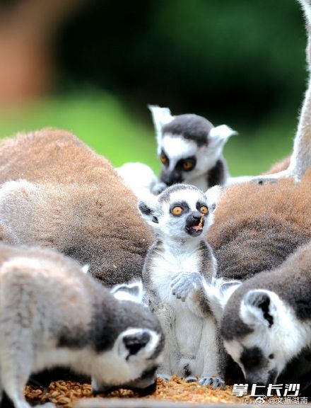 长沙生态动物园：狐猴家族又添丁