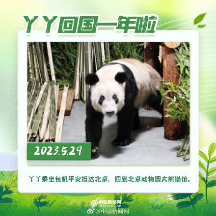 丫丫回国一年胖若两熊 丫丫回国一年胖若两熊