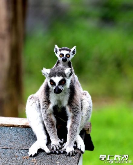 长沙生态动物园：狐猴家族又添丁