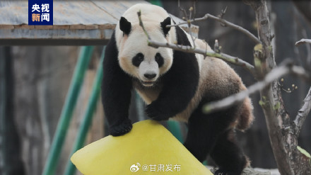 正式亮相！四只大熊猫齐聚兰州野生动物园