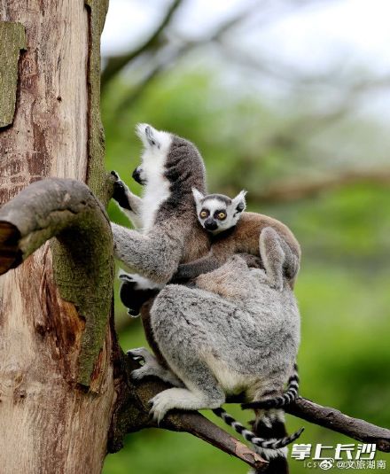 长沙生态动物园：狐猴家族又添丁
