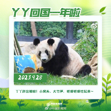 丫丫回国一年胖若两熊 丫丫回国一年胖若两熊