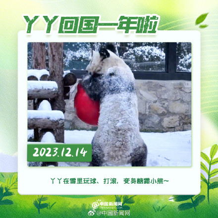 丫丫回国一年胖若两熊 丫丫回国一年胖若两熊