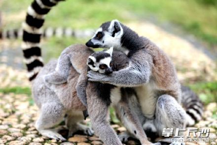 长沙生态动物园：狐猴家族又添丁