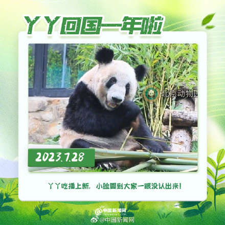 丫丫回国一年胖若两熊 丫丫回国一年胖若两熊