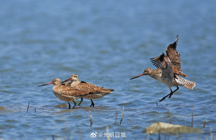 丹东鸭绿江口万鸟翔集