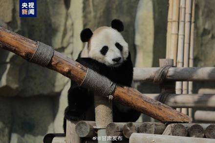正式亮相！四只大熊猫齐聚兰州野生动物园