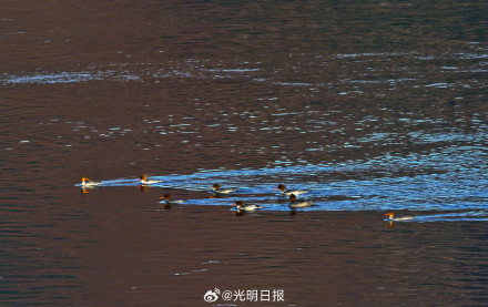 丹东鸭绿江口万鸟翔集