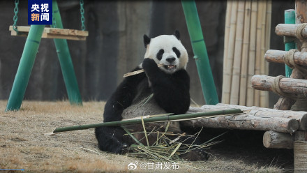 正式亮相！四只大熊猫齐聚兰州野生动物园